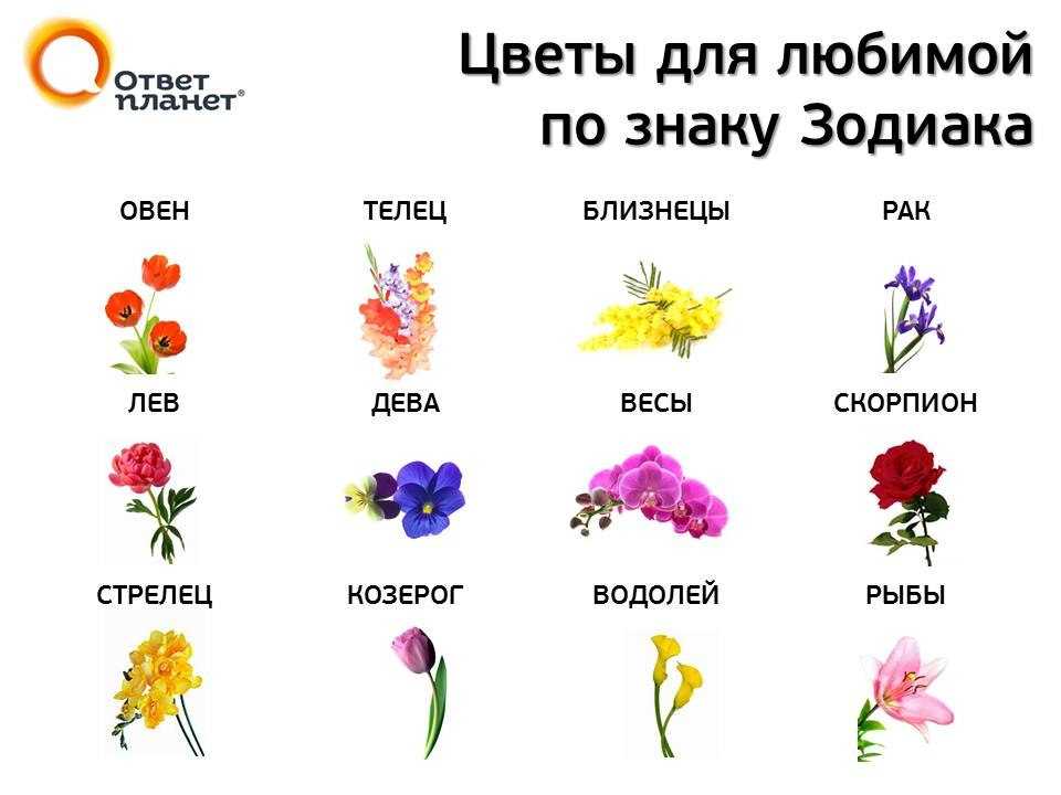 Легенды о нарциссе | vortex flowers