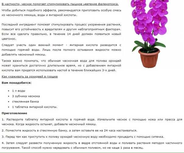 Амулет цветок аравии. секрет любовных амулетов — цветок аравии и афродиты