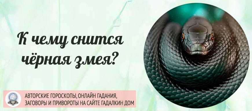 Приснилась змея: к чему и что это значит – сонник змеи