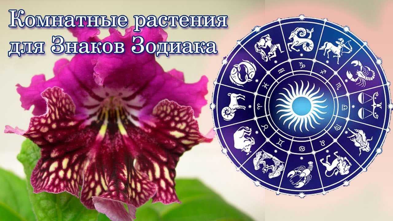 Какие цветы приносят деньги в дом. цветы по фен-шуй как средство привлечения богатства