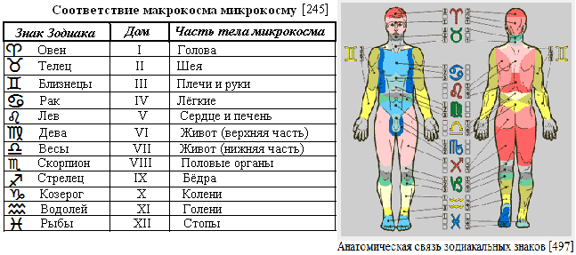 Знаки зодиака и части тела - блог института "лакшми-амея"