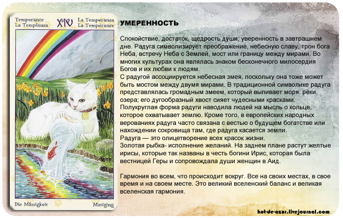 Значение карт белых котов. обзор колоды таро белых кошек