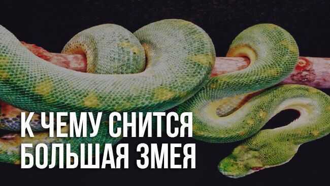 К чему снятся змеи: что говорят сонники и психологи | thegirl