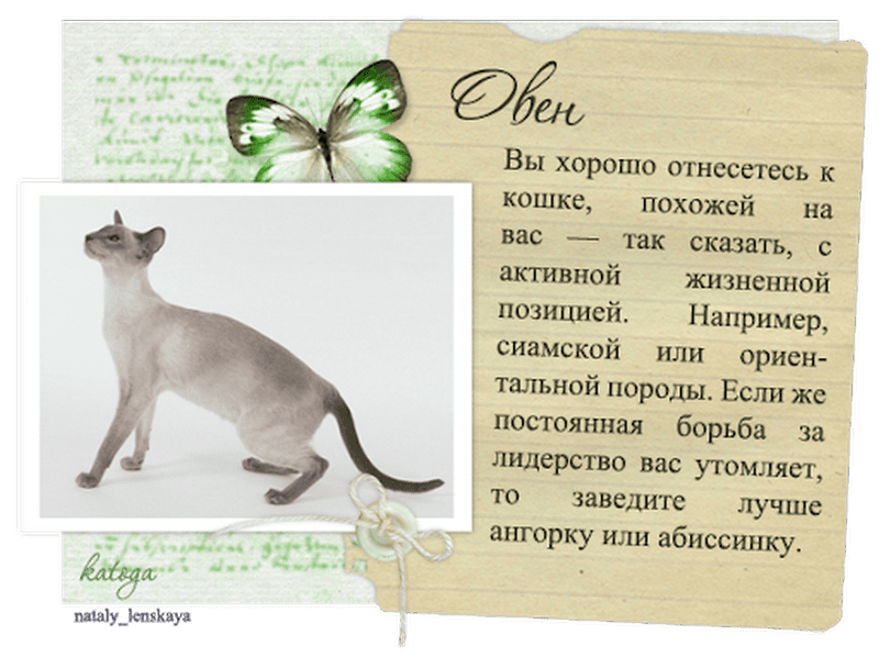 Тест «какой ты кот»: узнай свою породу