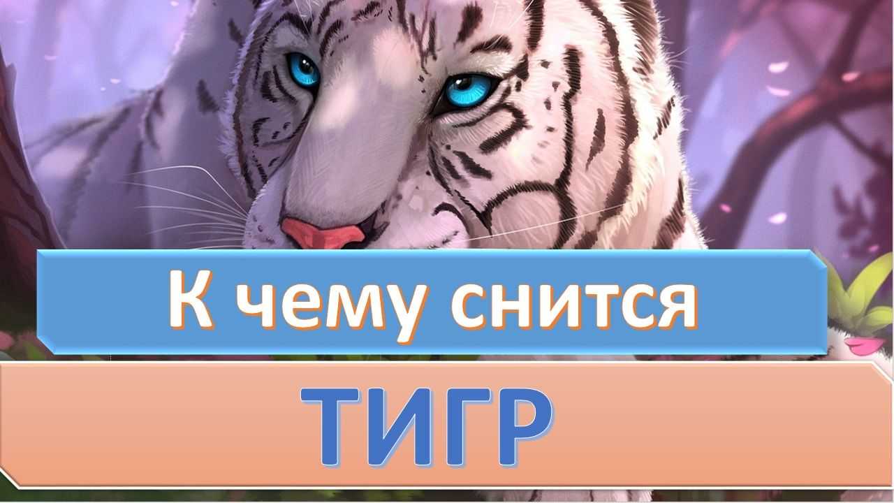 К чему снится маленький тигр на сайте сонник гуру