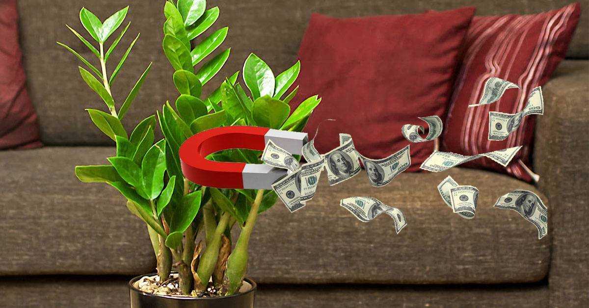 10 растений, которые должны быть у вас дома по фэн-шуй