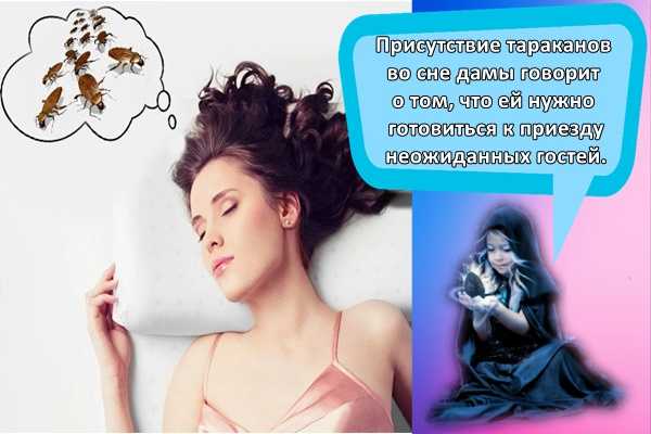 🍀 к чему можно увидеть тараканов во сне? | толкование по различным сонникам