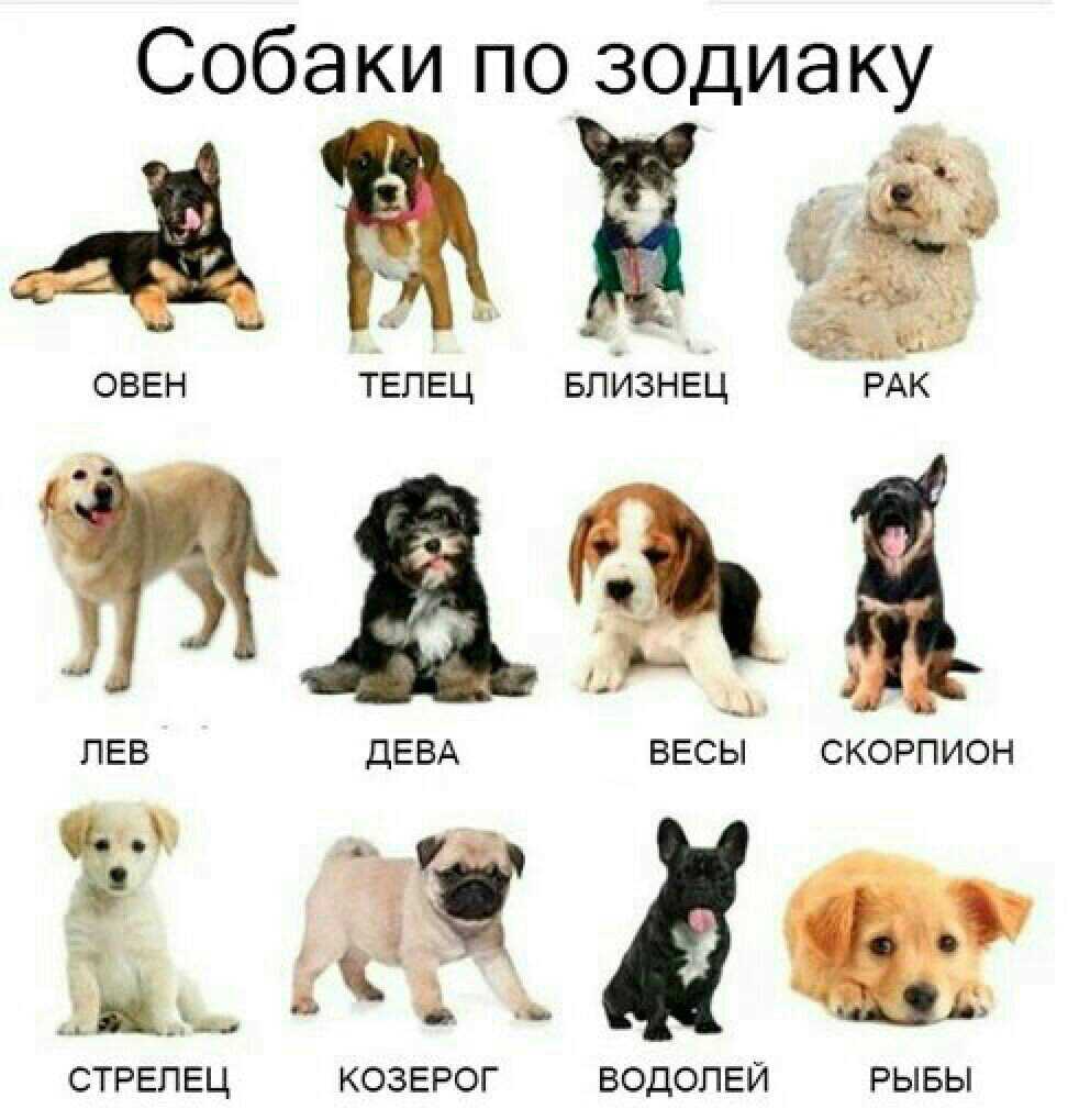 На какое животное больше всего похожа женщина по знаку зодиака