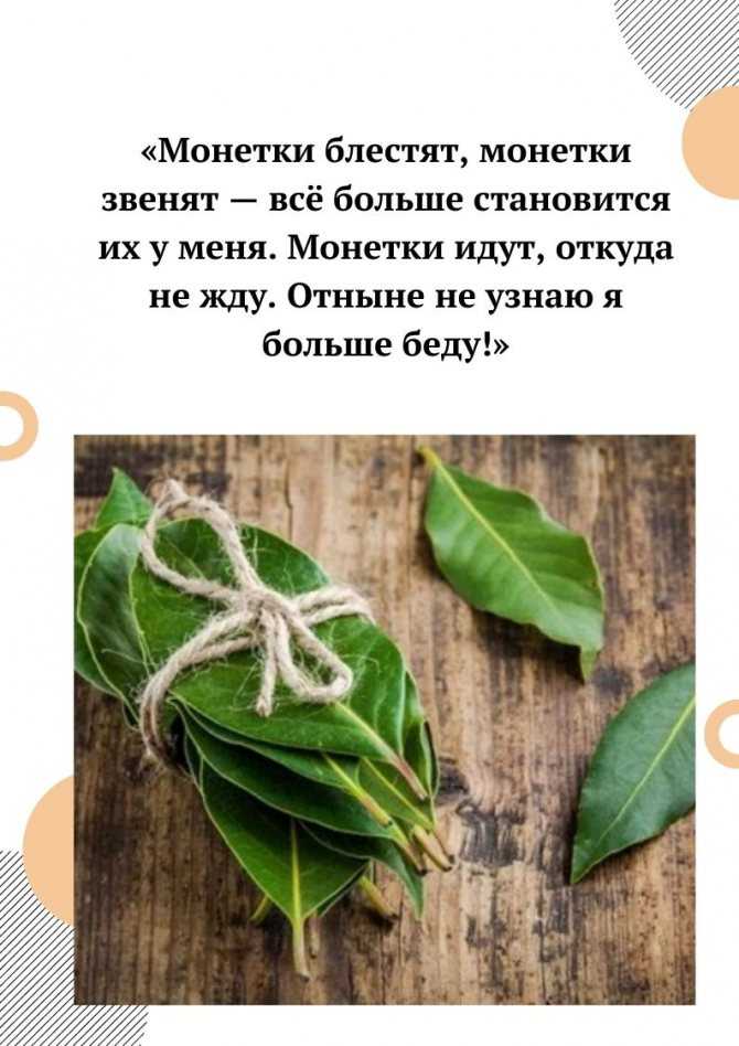 Лавровый лист для исполнения желания: обряды домашней магии