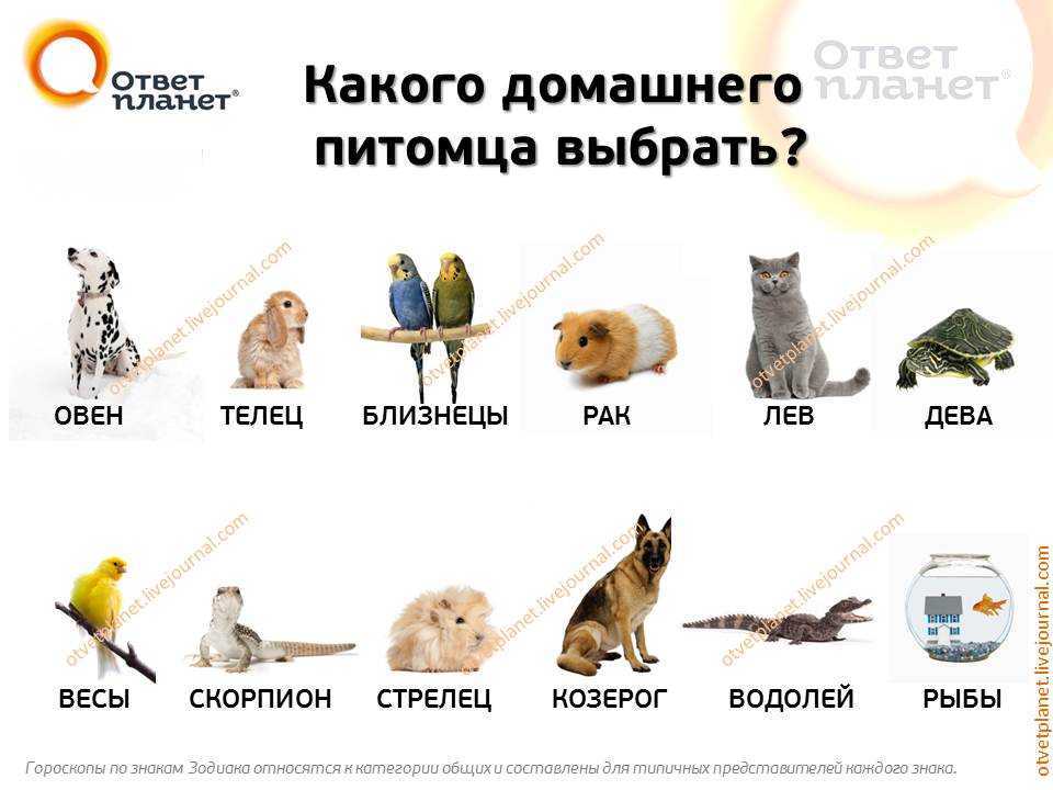 Гороскоп кошек: характеры по знакам зодиака