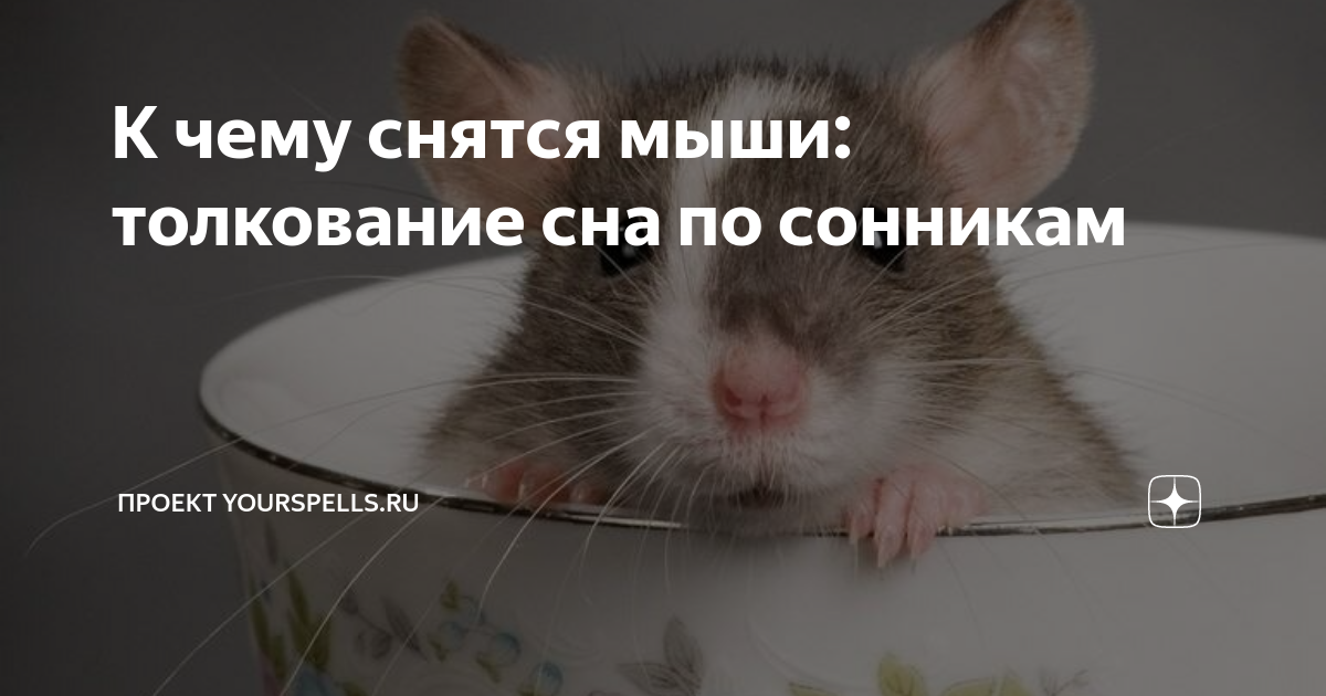 К чему снятся крысы - значение и толкование сноведений для мужчин и женщин в сонниках