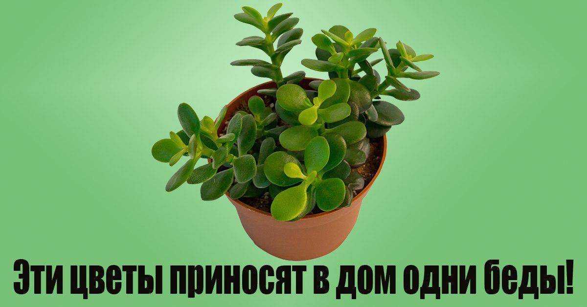 Какие цветы должны быть в доме обязательно по народным приметам