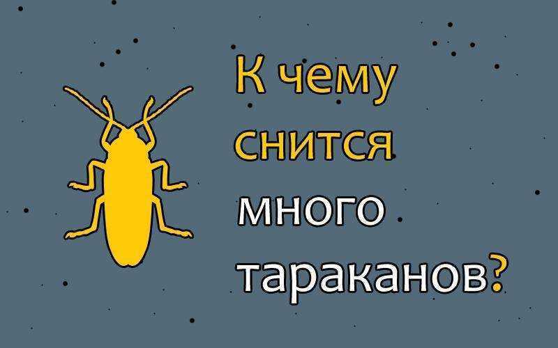 К чему снятся тараканы, трактовки снов о тараканах