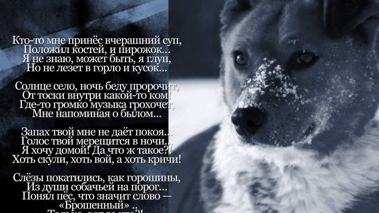 Как найти пропавшего кота, если он потерялся на улице, даче, убежала из дому домашняя кошка