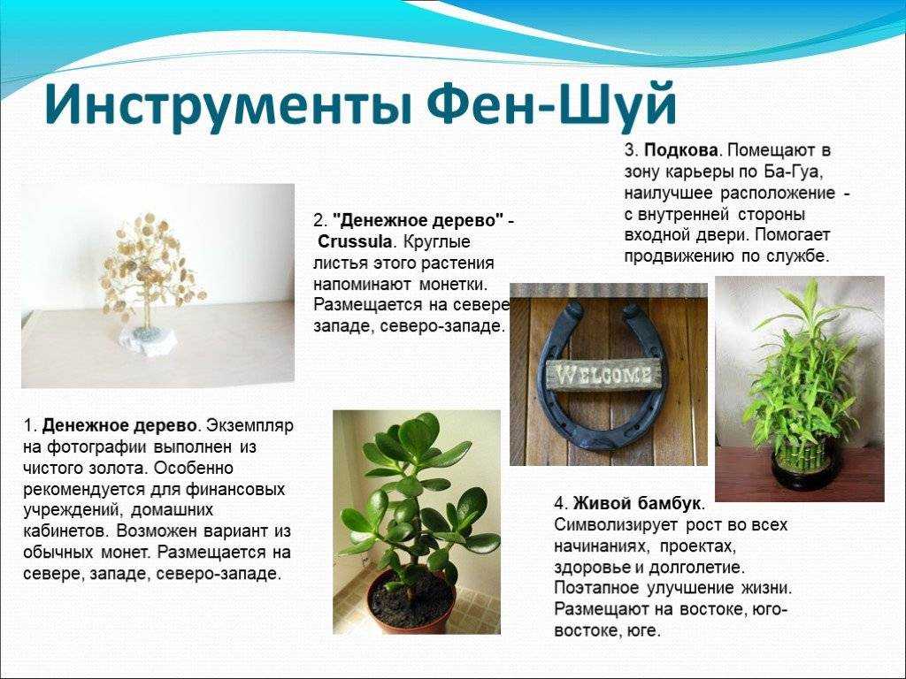 Комнатные растения по фен шуй