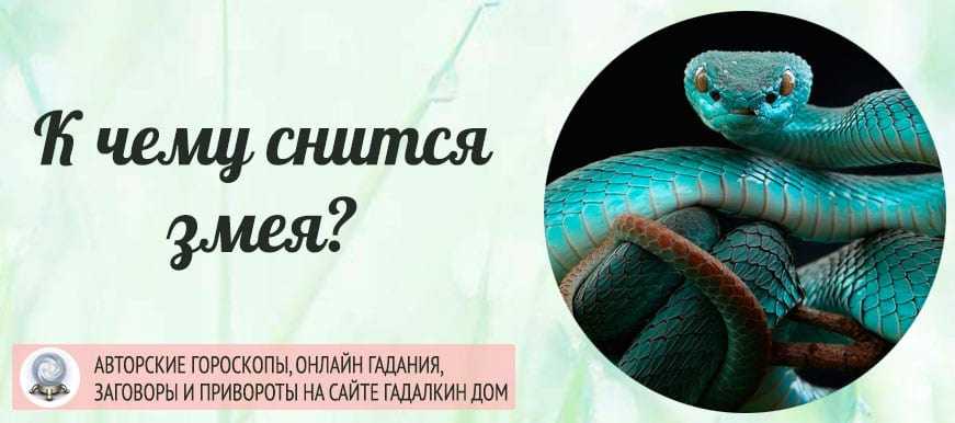 Видеть во сне змею | sonmir