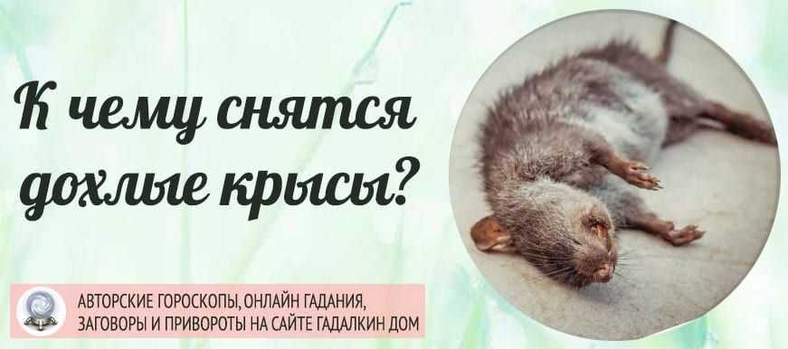 Сонник к чему снятся мыши и крысы