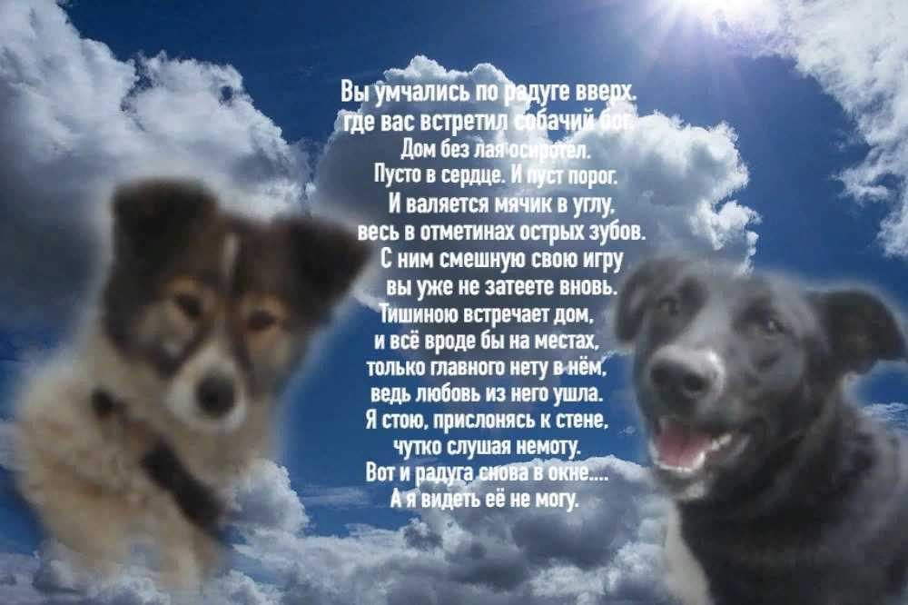 Ритуалы для возвращения питомца домой