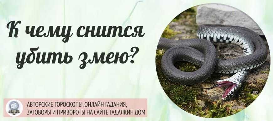 К чему снятся змеи, много рептилий в доме: общие толкования, значение снов для мужчин и женщин