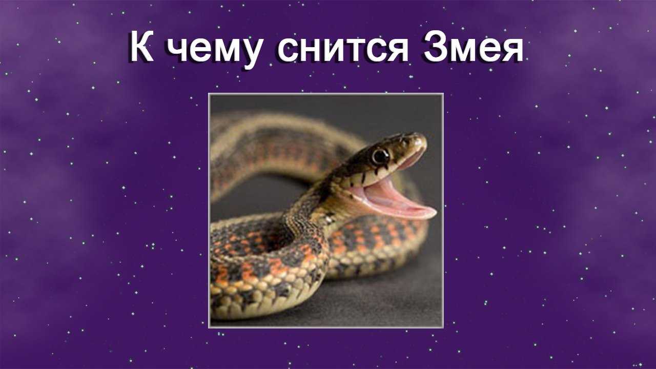 Белая змея в сновидении: к болезням или богатству