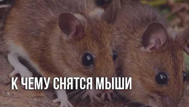 К чему снятся крысы много больших крыс в доме