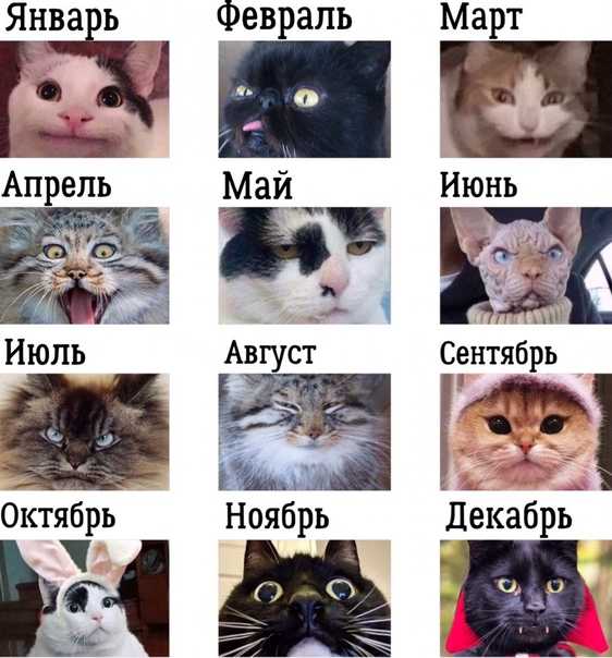 Как стать котом способы