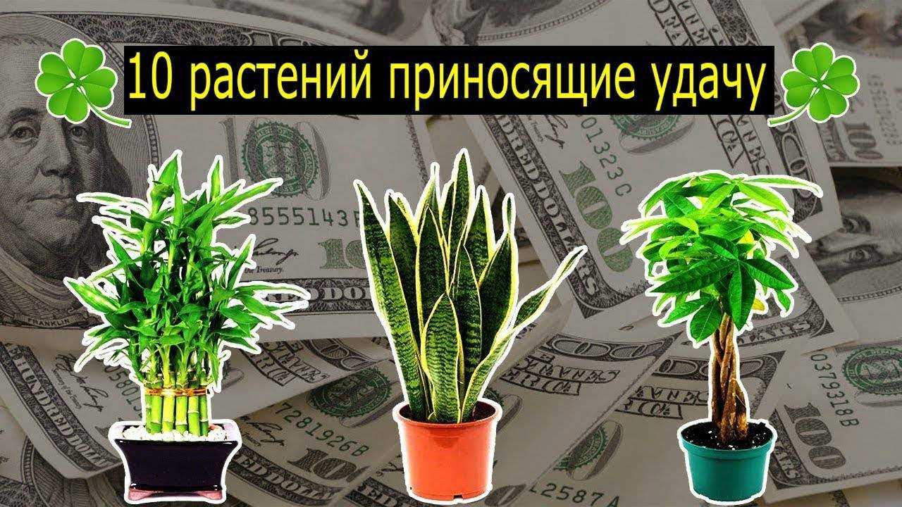 Цветы в доме по фен шуй для счастья и богатства
