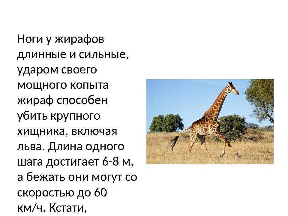 Интересные факты о жирафах 57 фото - ZooClever.ru