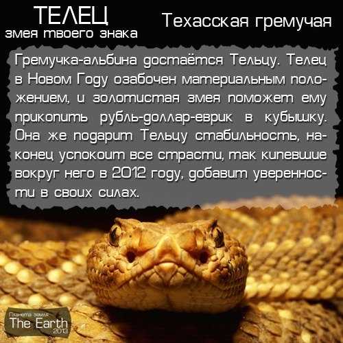 Змея - гороскоп совместимости | совместимость змеи в любовных отношениях