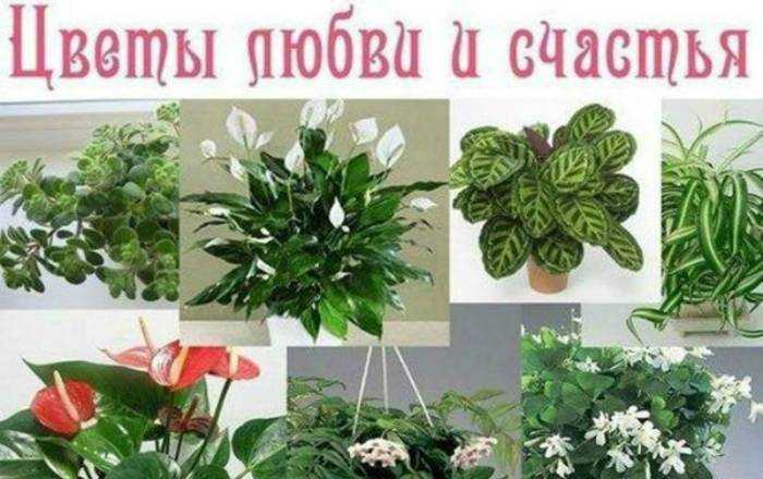 Чем кормить домового в квартире и когда. как задобрить домового в квартире, чем его кормить? как узнать, есть ли в доме потусторонняя сущность? что любит домовой, за что может наказать