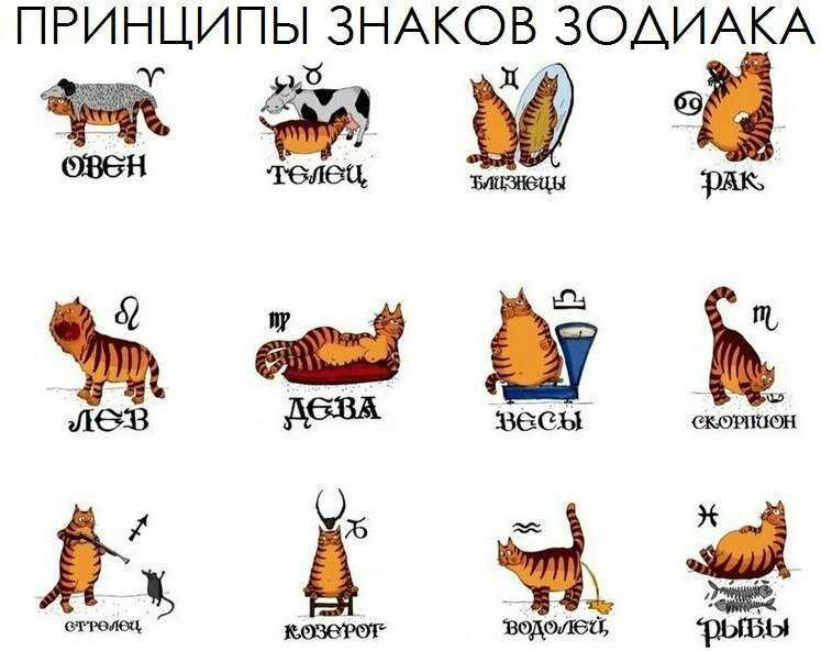 Самые умные знаки зодиака