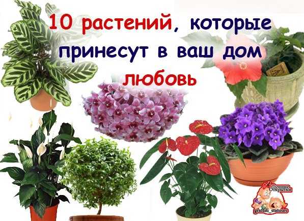 Какие комнатные растения приносят удачу - женщина без предела