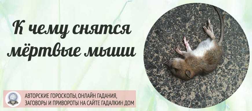 Многие из нас боятся крыс мышей и других грызунов в жизни но что означает увидеть крысу во сне