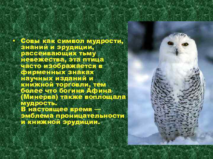 Что означает сова как символ? что означает символ совы в украшении — на амулете, кольце, браслете?