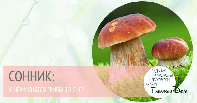 К чему снятся грибы: толкование по сонникам