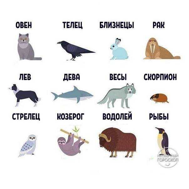 На какое животное больше всего похожа женщина по знаку зодиака