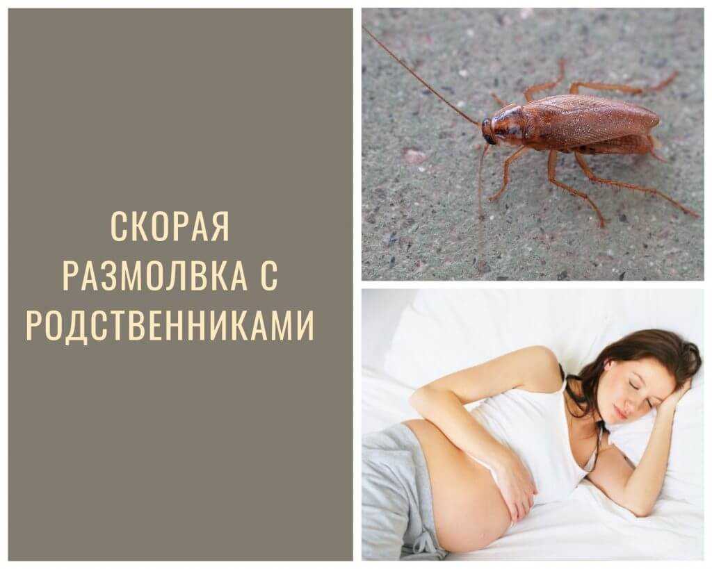Таракан — к чему снятся тараканы