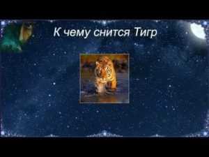 К чему снятся тигры: зверь в клетке и на свободе, значение сна для женщины