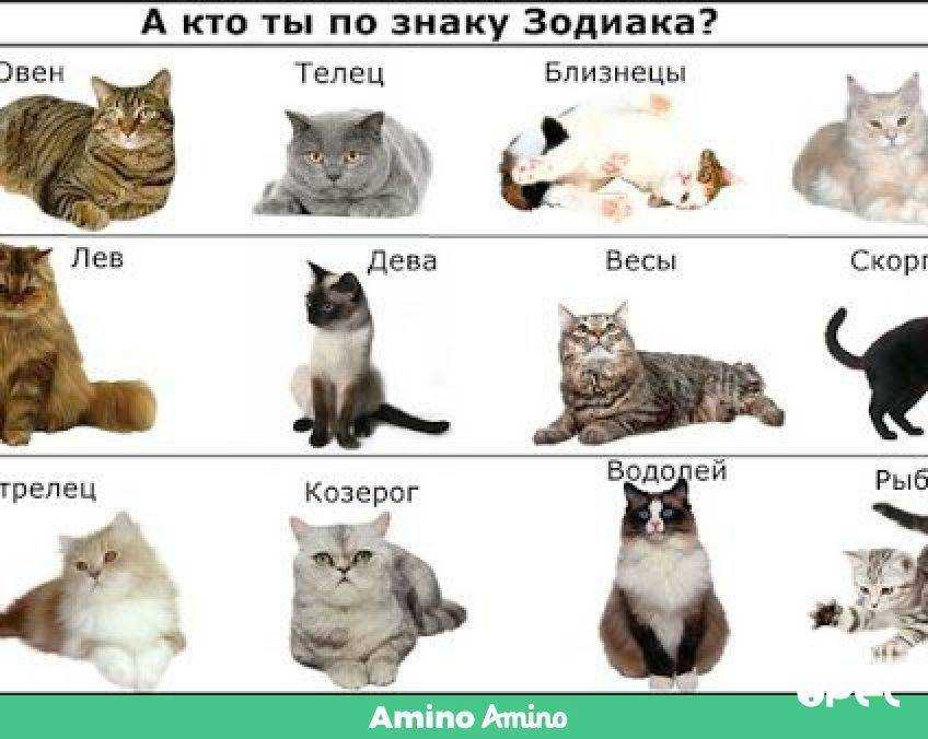 «хищница» по знаку зодиака - женская красота